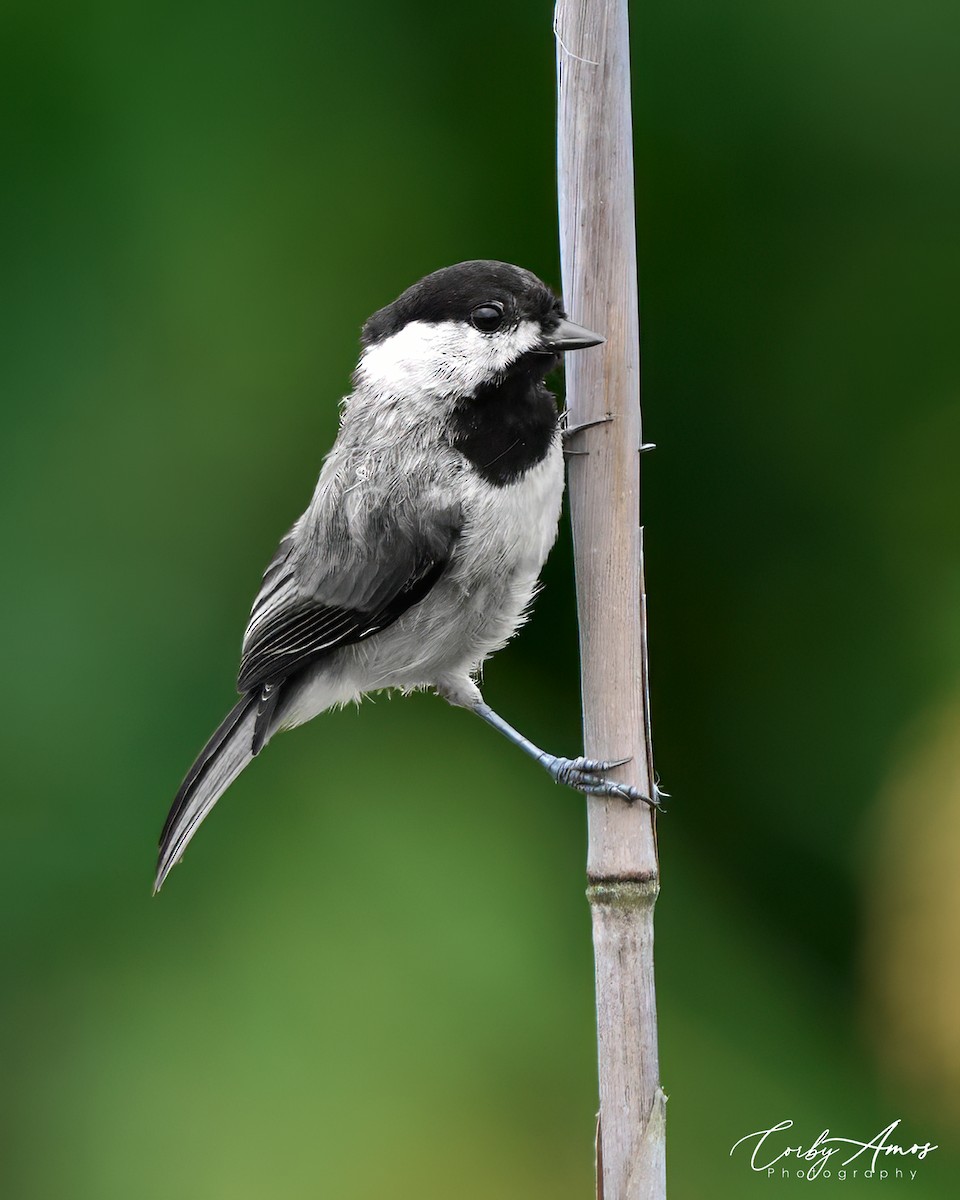 Carolina Chickadee - ML621455613