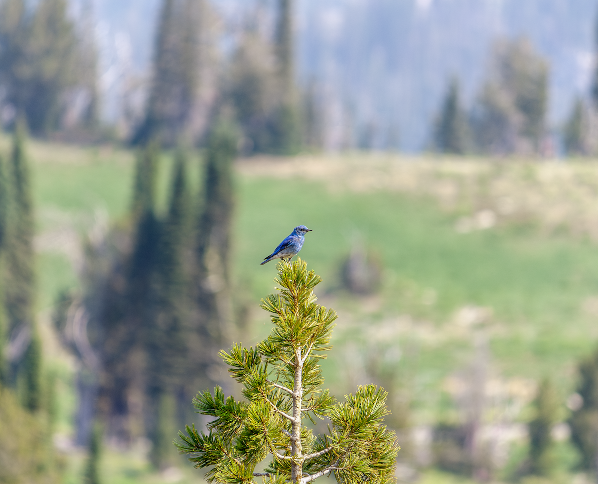 Mountain Bluebird - ML621455655