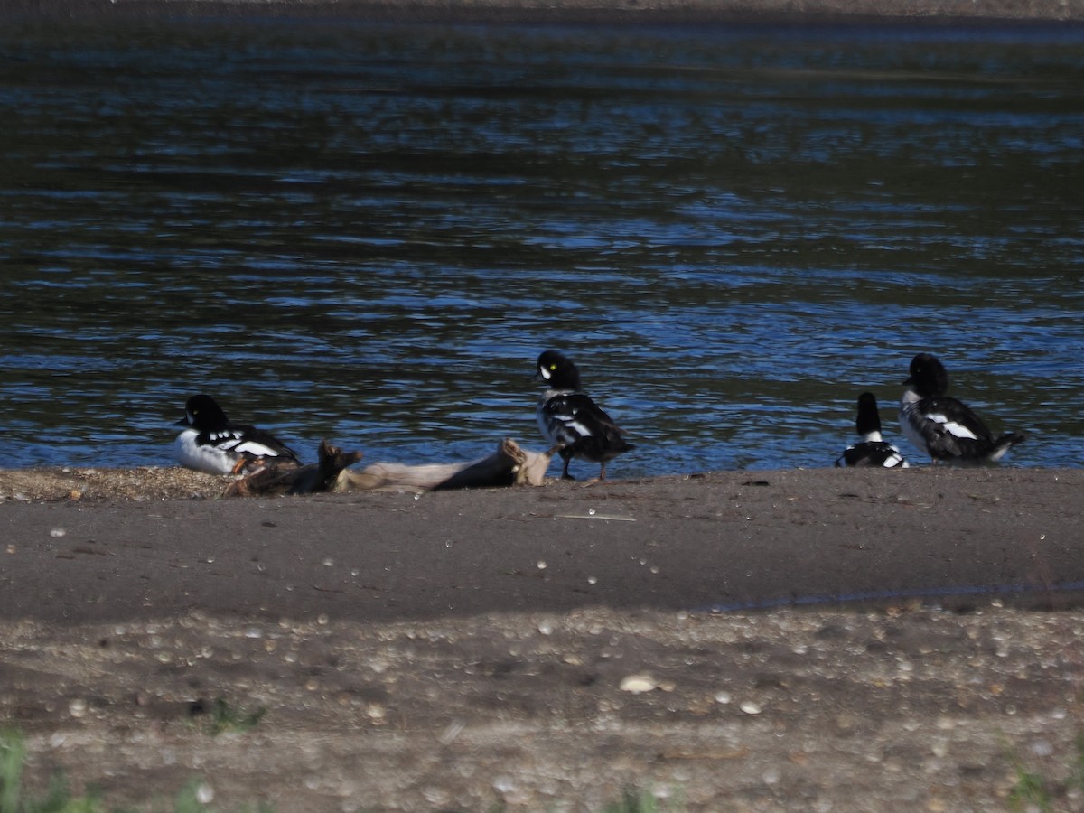 Common/Barrow's Goldeneye - ML621455662