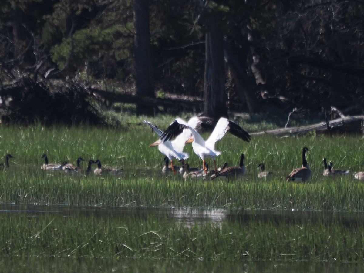 American White Pelican - ML621455667