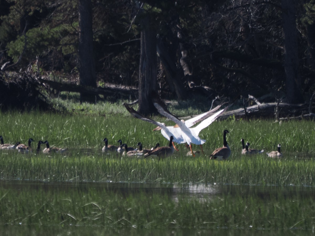 American White Pelican - ML621455668