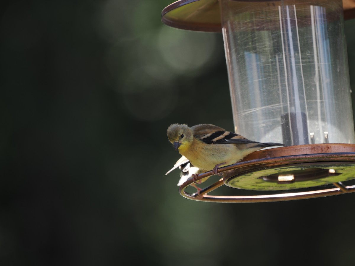 American Goldfinch - ML621455755