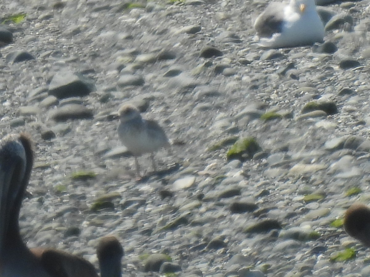 Short-billed Gull - ML621455756