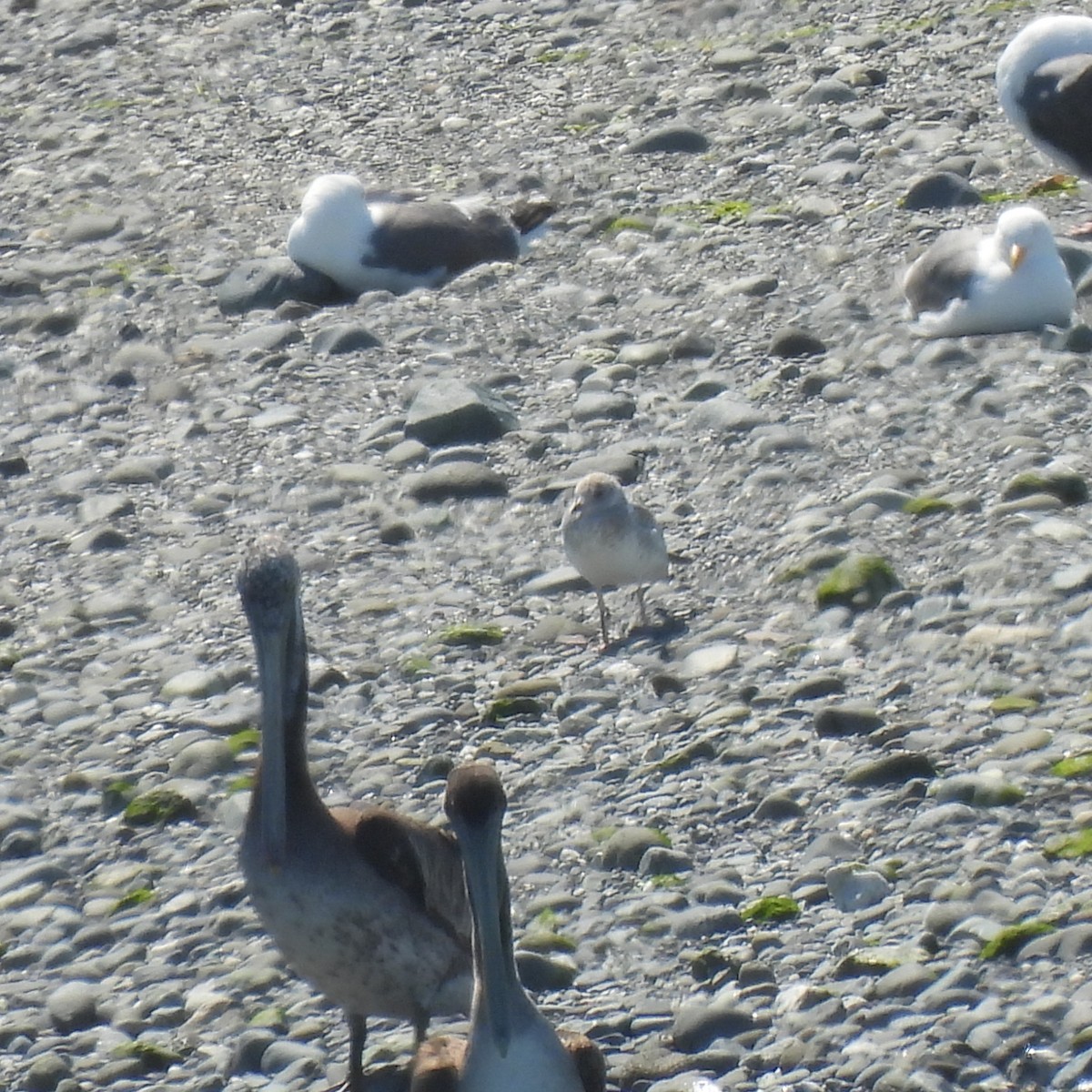 Short-billed Gull - ML621455757