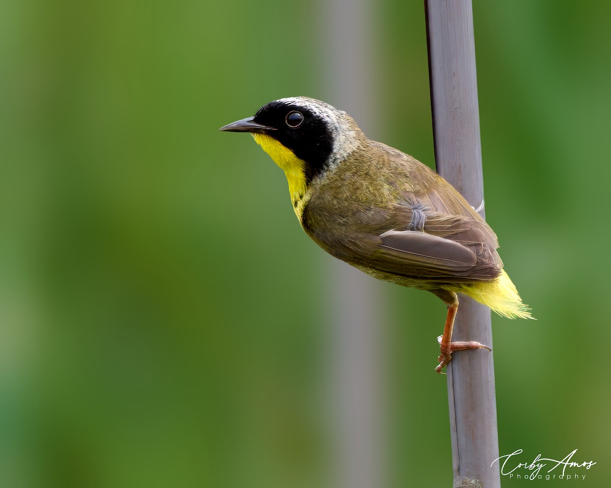 Common Yellowthroat - ML621455773