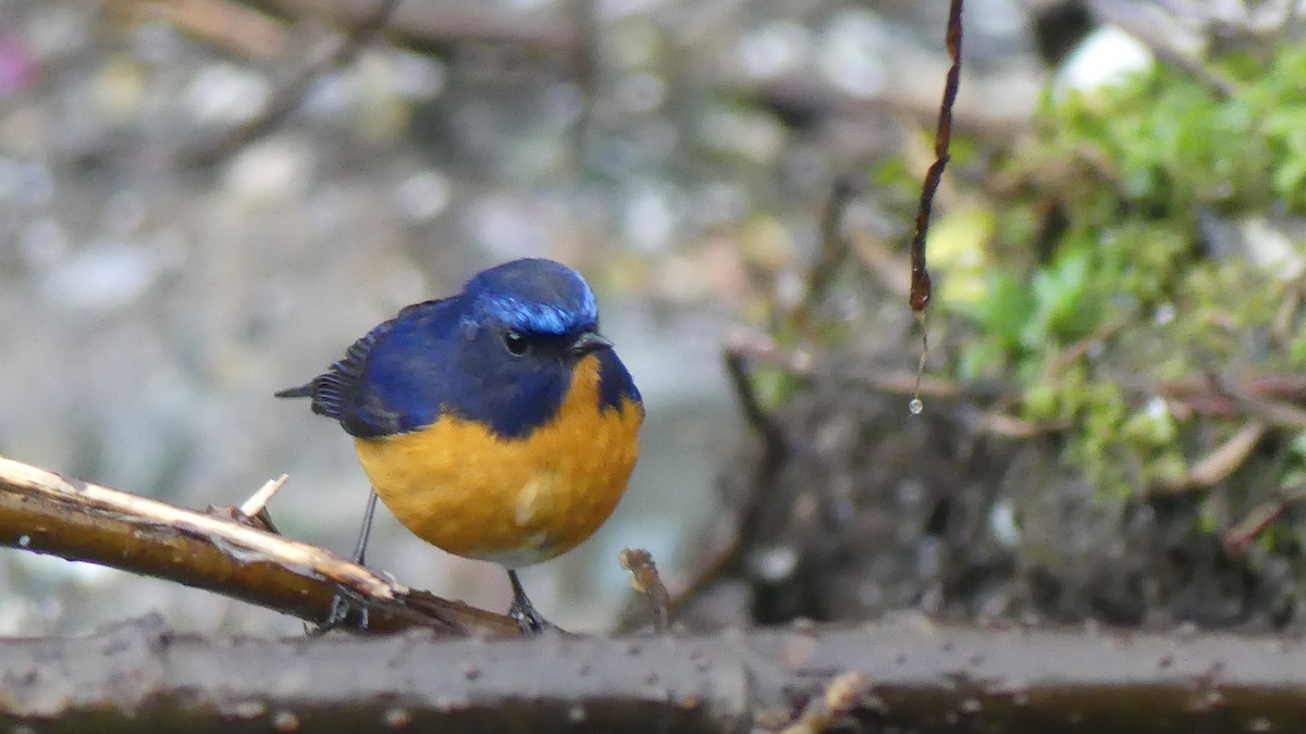 Rufous-breasted Bush-Robin - ML621455944