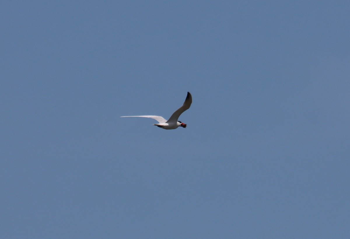 Caspian Tern - Juli deGrummond