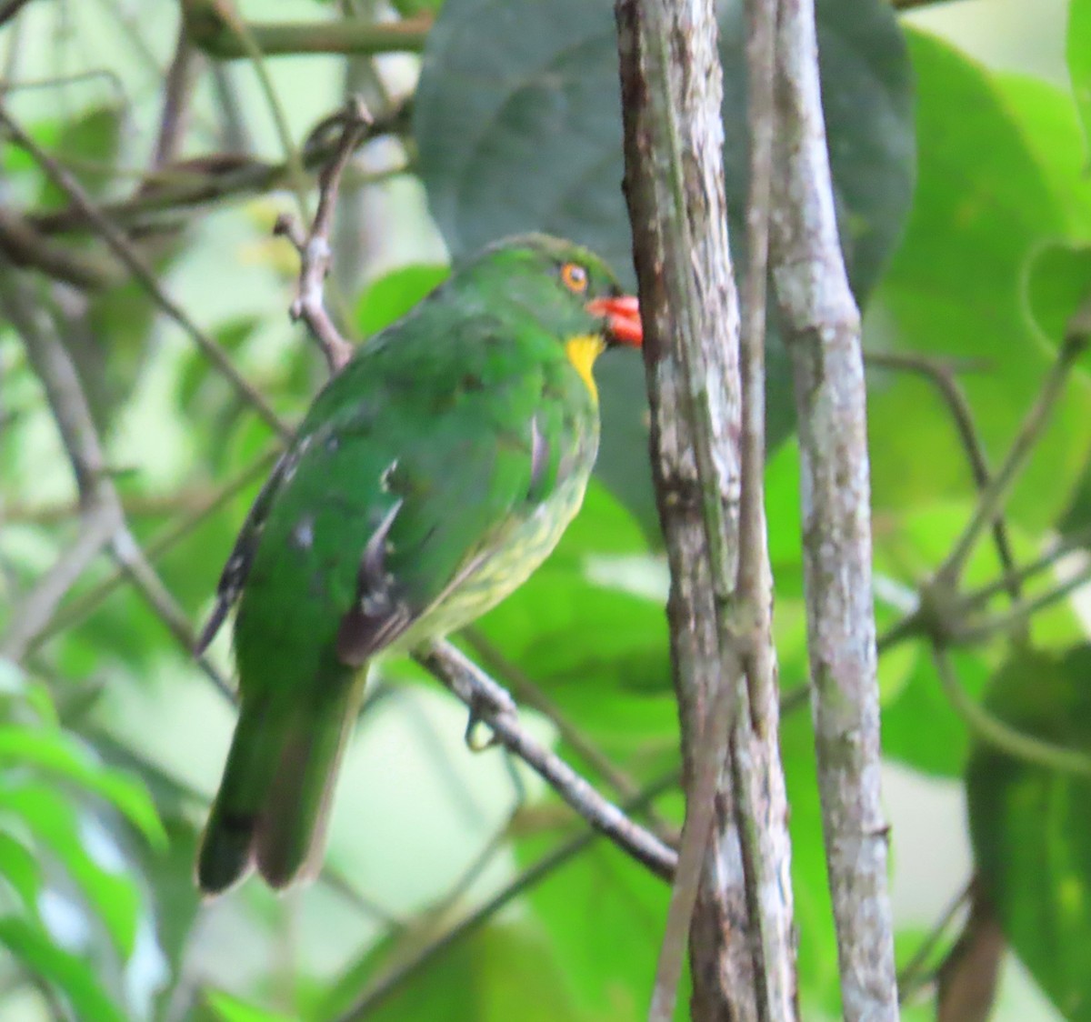 Golden-breasted Fruiteater - ML621456009