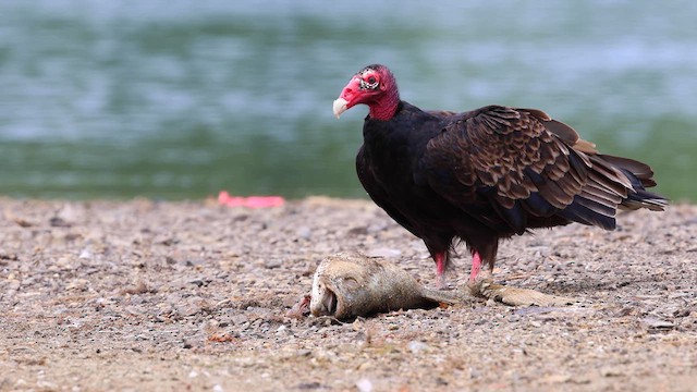 Turkey Vulture - ML621456057