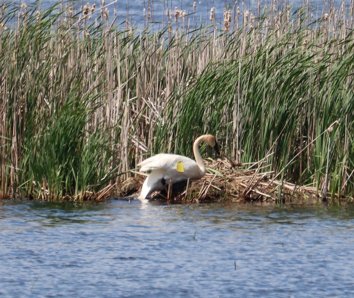 Trumpeter Swan - Juli deGrummond