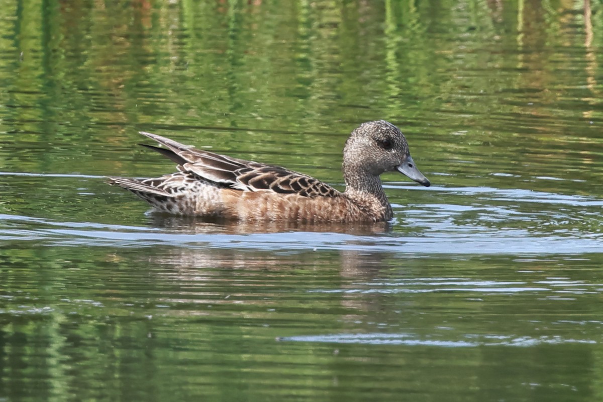 American Wigeon - ML621456101