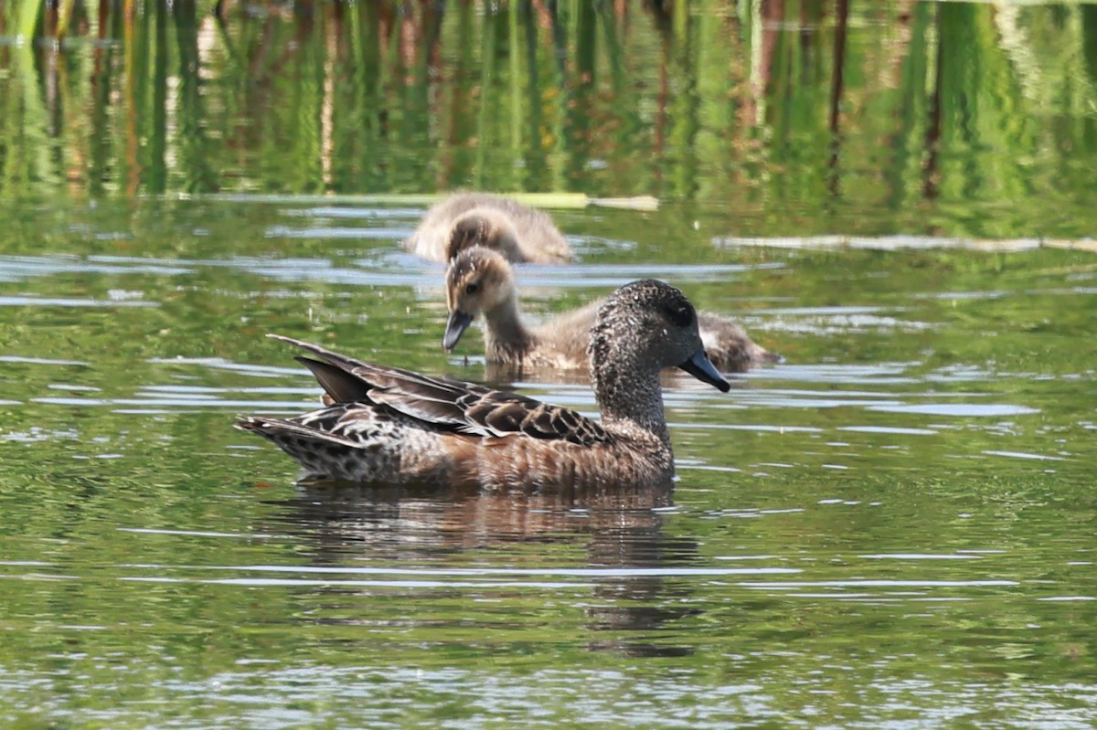 American Wigeon - ML621456106