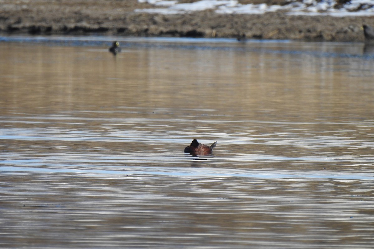 Andean/Lake Duck - ML621456123