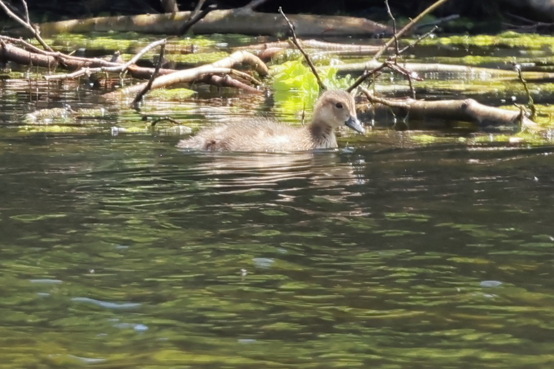 American Wigeon - ML621456126