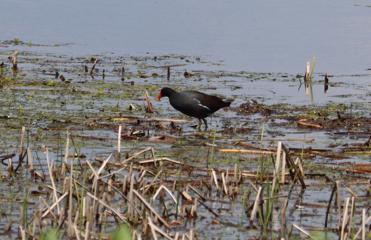 Common Gallinule - ML621456133