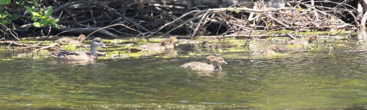 American Wigeon - ML621456143