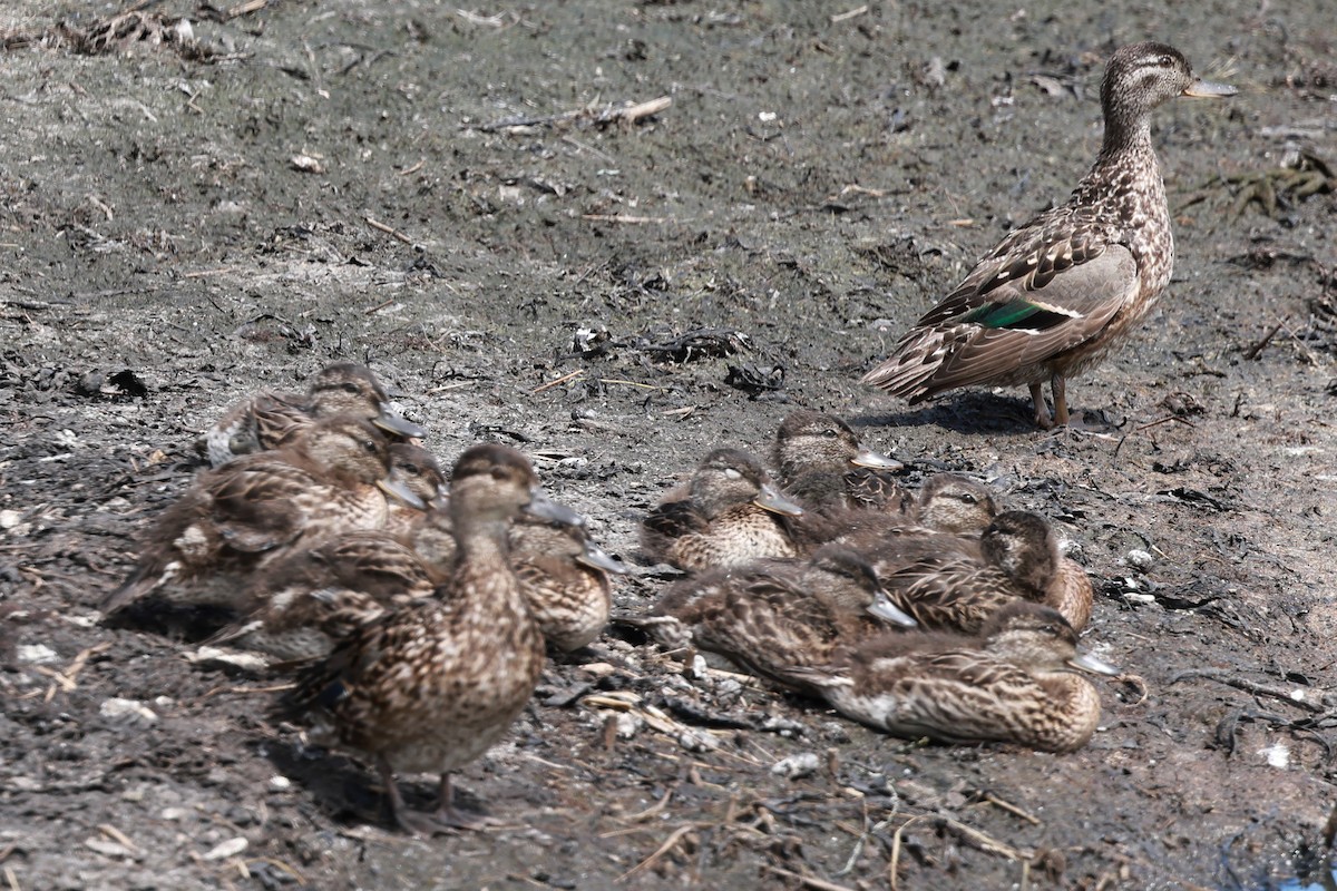 Green-winged Teal - ML621456165