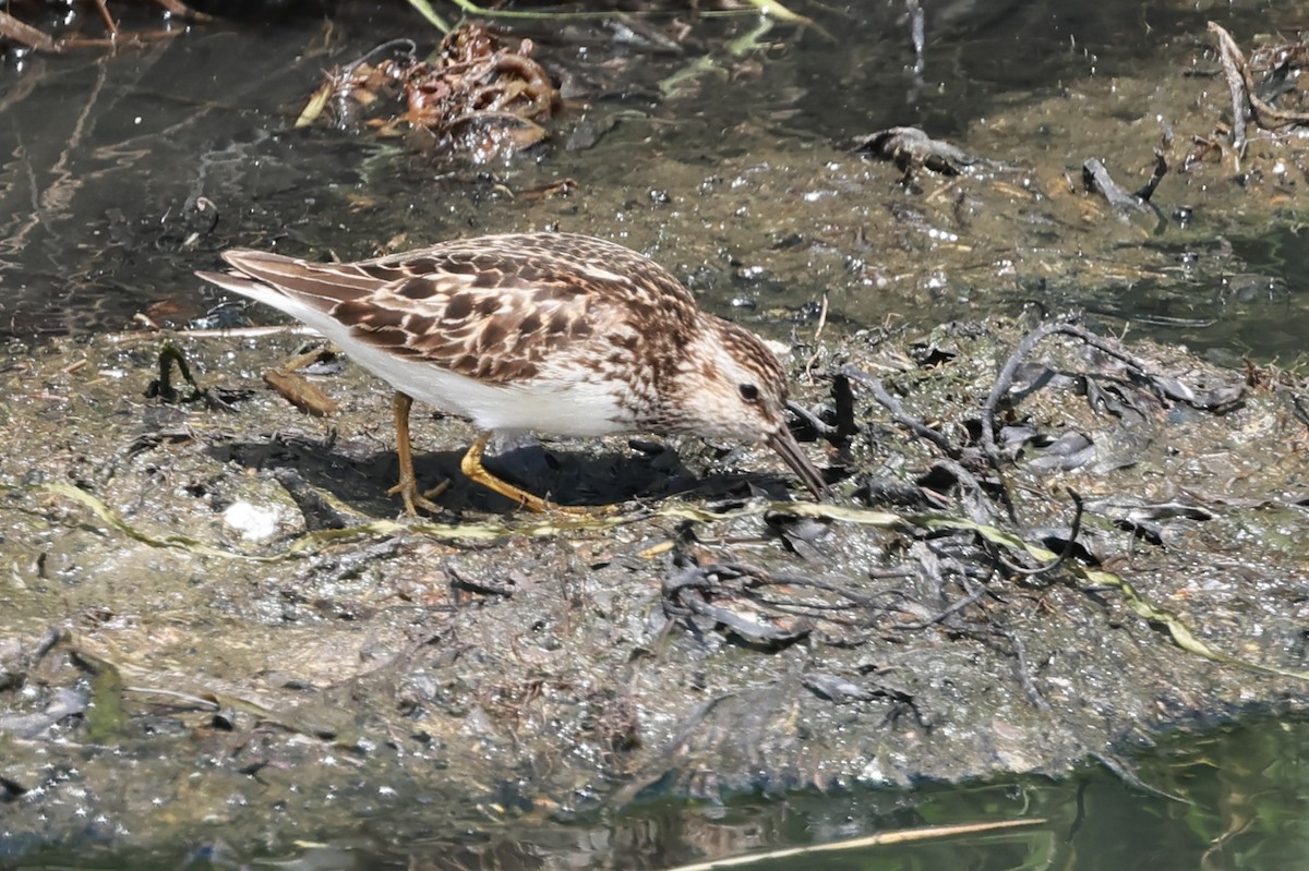 Least Sandpiper - ML621456169