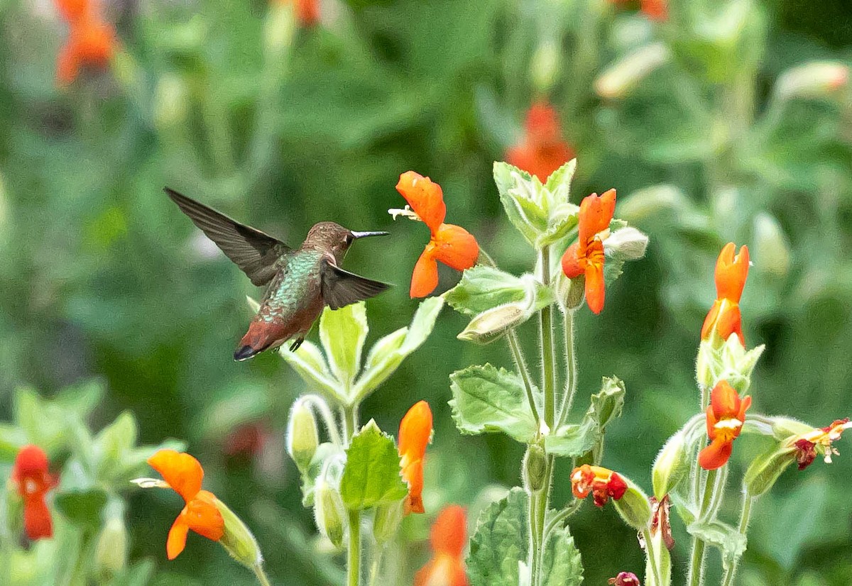 Rufous/Allen's Hummingbird - ML621456186