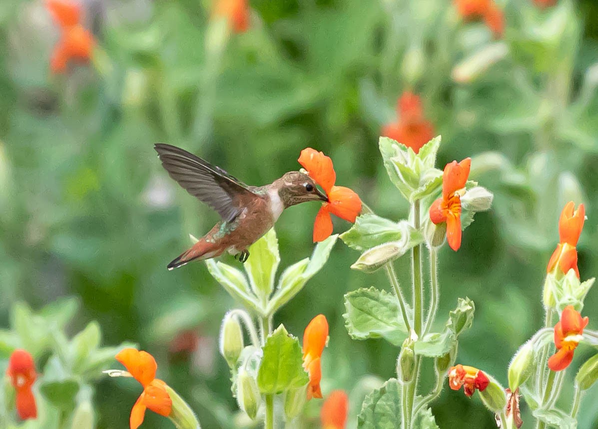 Rufous/Allen's Hummingbird - ML621456187