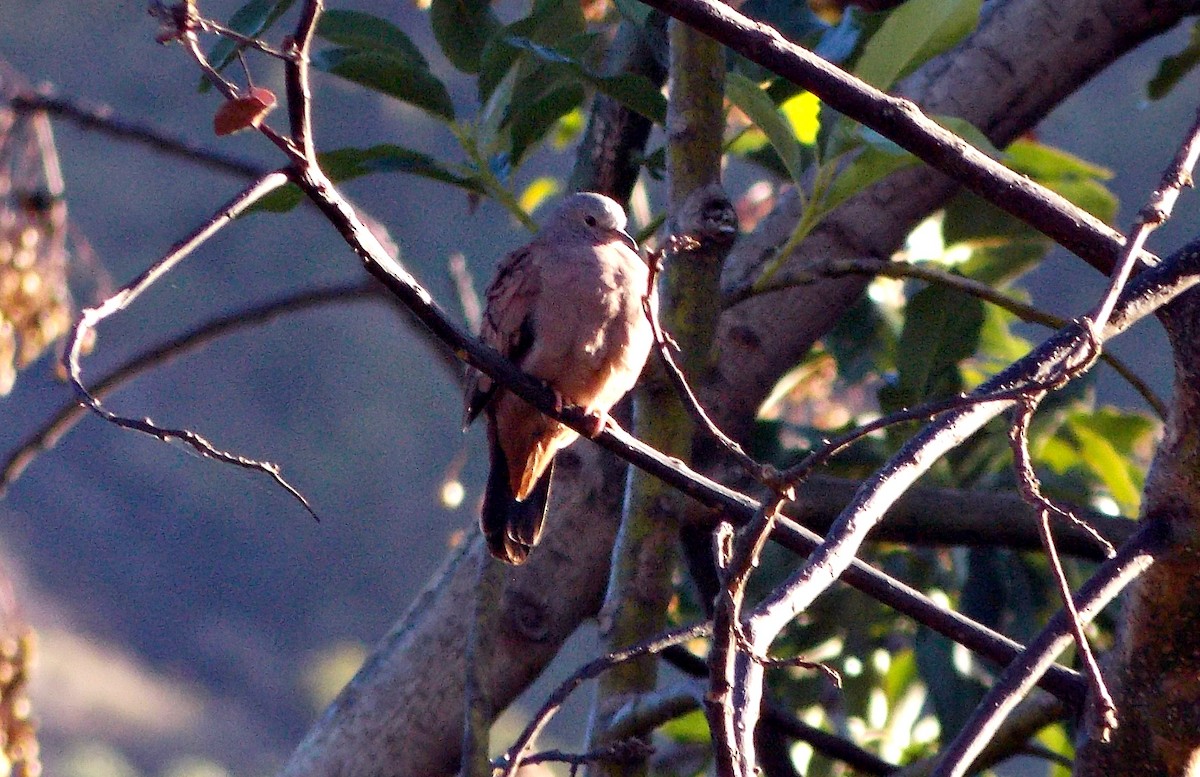 Ruddy Ground Dove - ML621456209