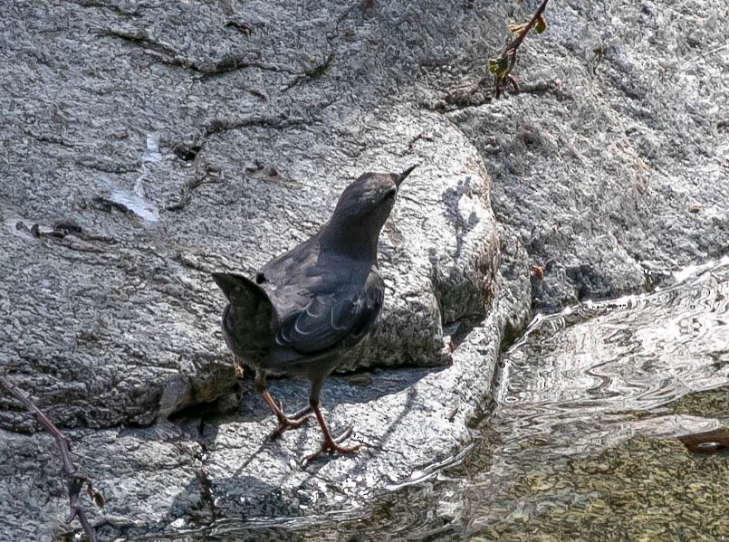 American Dipper - ML621456210