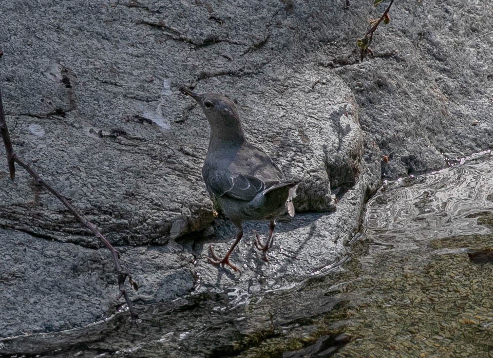 American Dipper - ML621456211