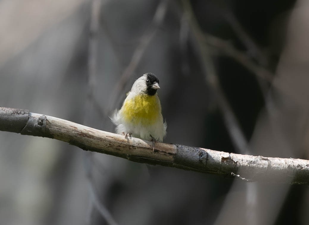 Lawrence's Goldfinch - ML621456224