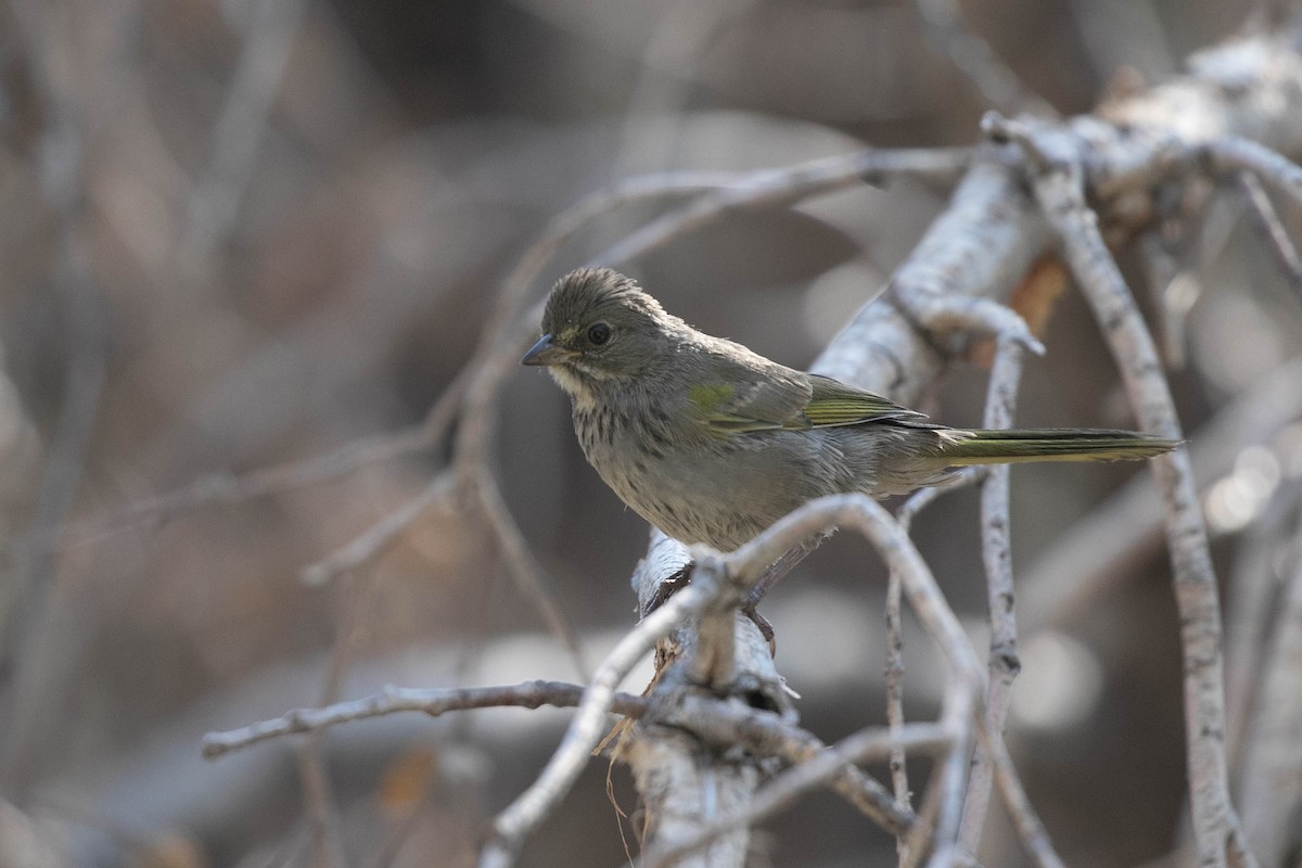 Green-tailed Towhee - ML621456234