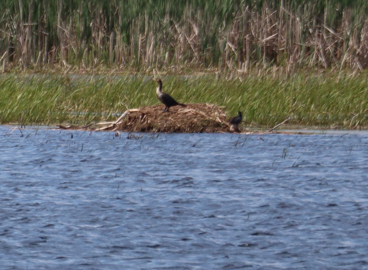 Double-crested Cormorant - ML621456245