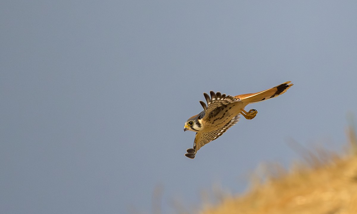 American Kestrel - ML621456248