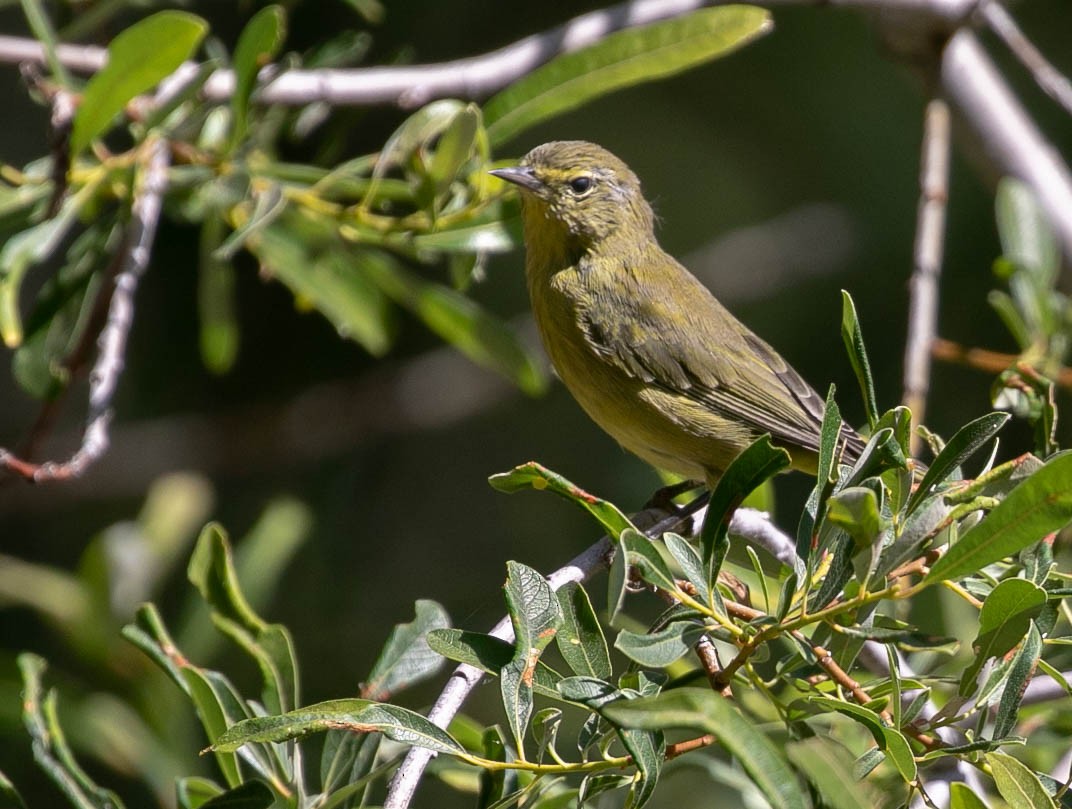 Orange-crowned Warbler - ML621456266