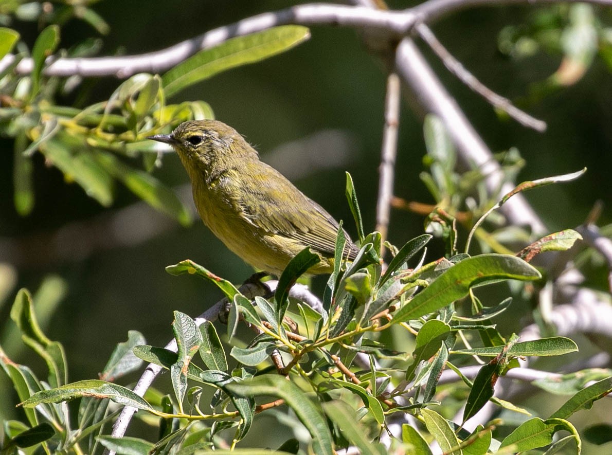 Orange-crowned Warbler - ML621456267