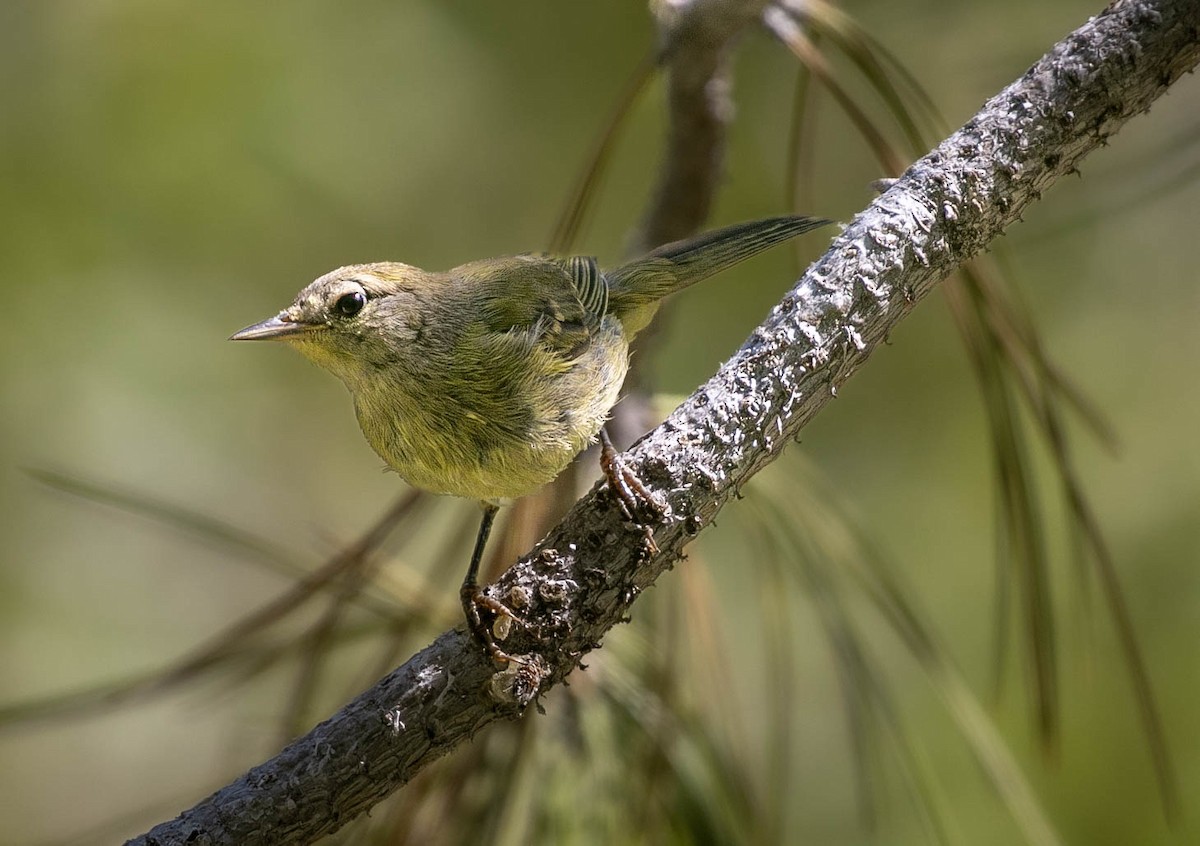 Orange-crowned Warbler - ML621456268