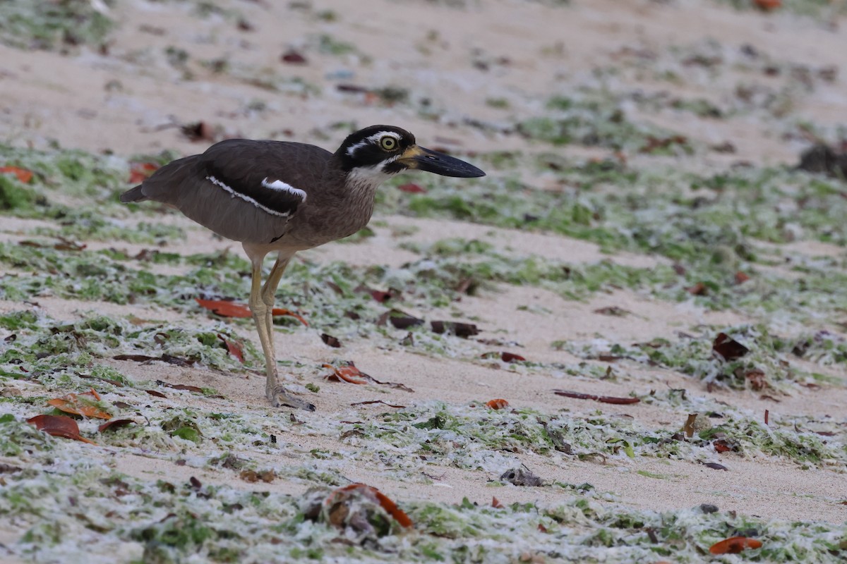 Beach Thick-knee - ML621456284