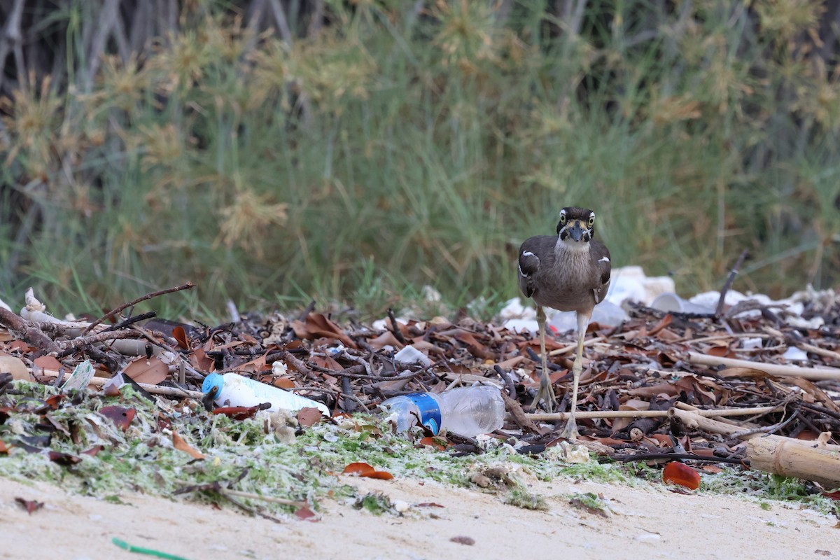 Beach Thick-knee - ML621456285