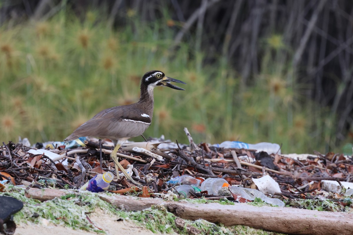 Beach Thick-knee - ML621456286