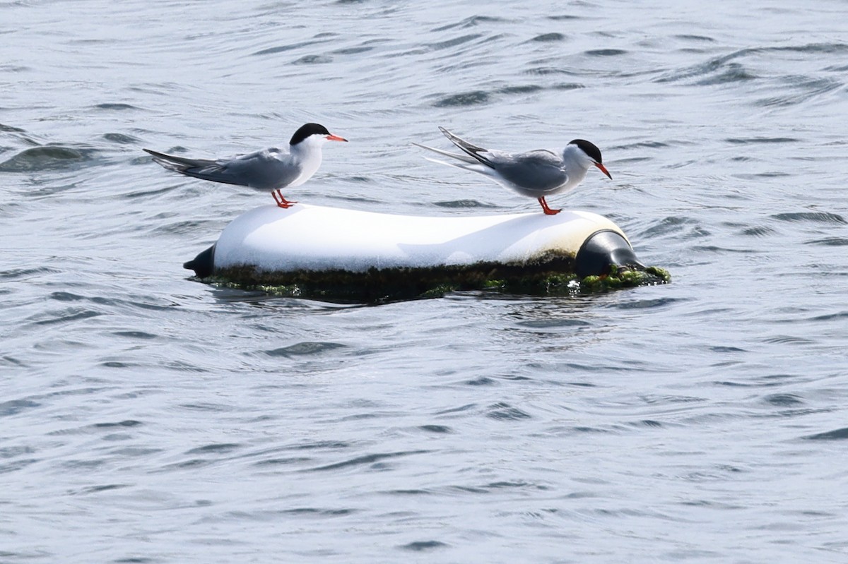 Common Tern - ML621456297