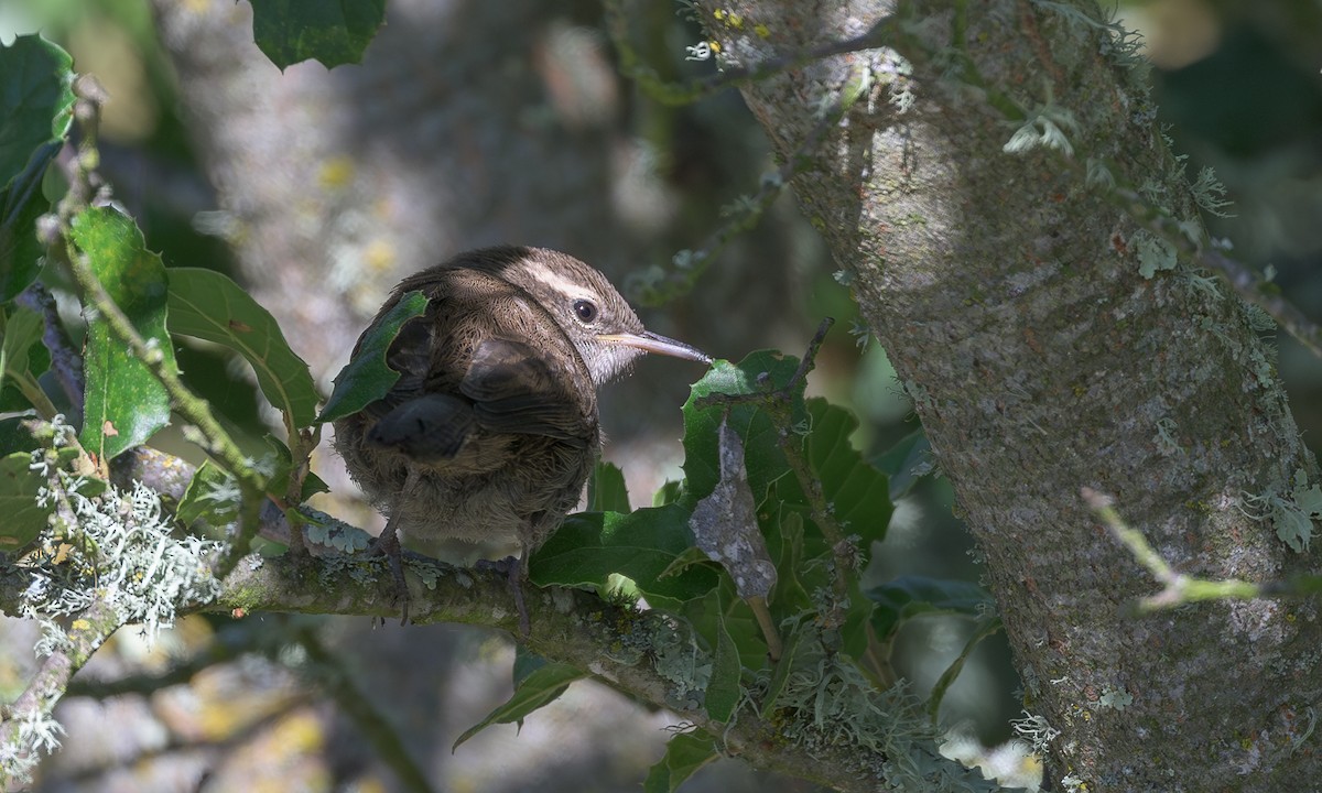 Bewick's Wren - ML621456298