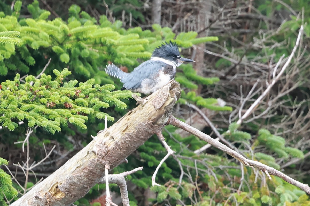 Belted Kingfisher - ML621456306