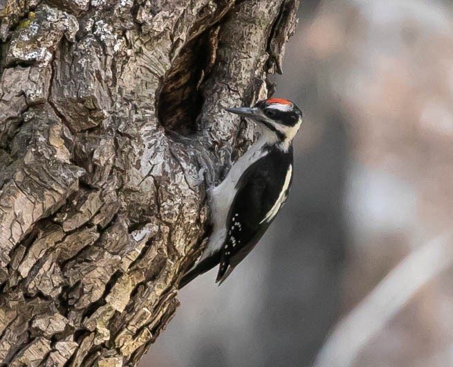 Hairy Woodpecker - ML621456313