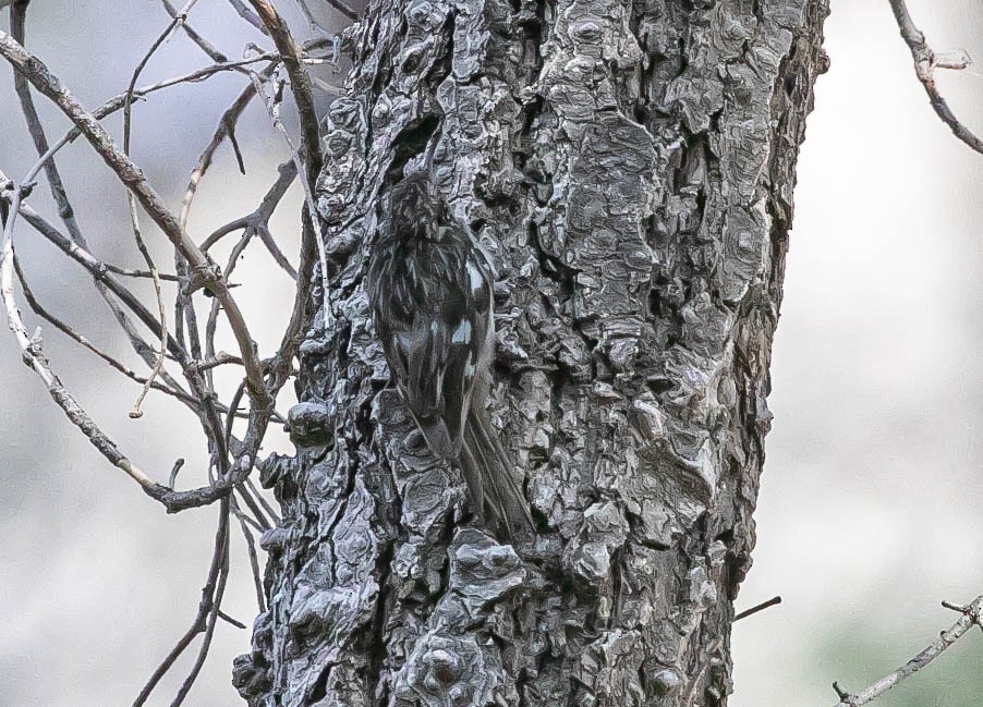 Brown Creeper - ML621456334