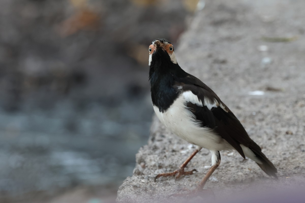 Javan Pied Starling - ML621456339