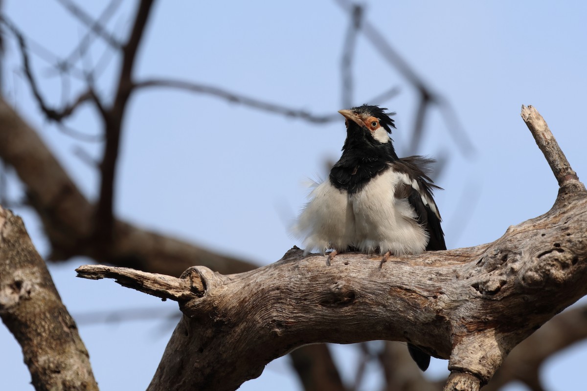 Javan Pied Starling - ML621456340