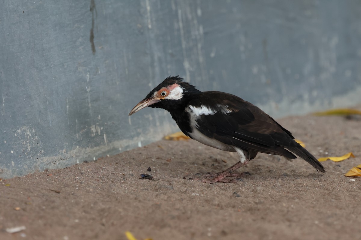 Javan Pied Starling - ML621456341