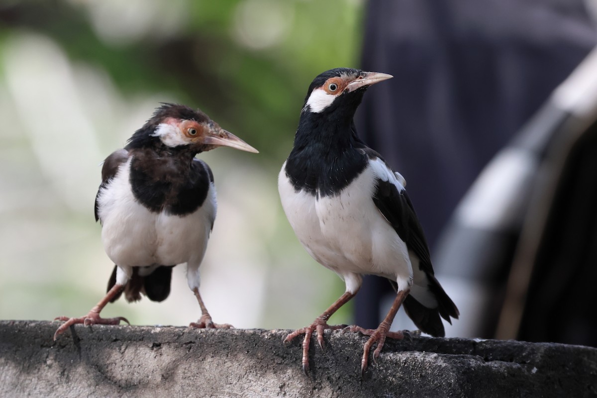 Javan Pied Starling - ML621456342