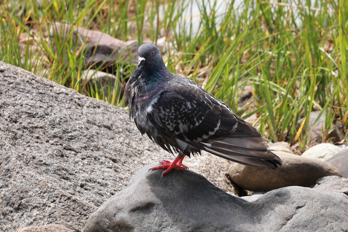 Rock Pigeon (Feral Pigeon) - ML621456345