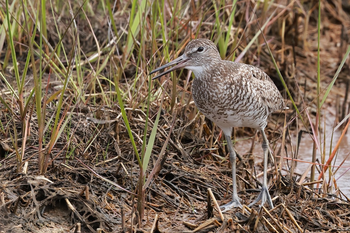 Willet - ML621456386