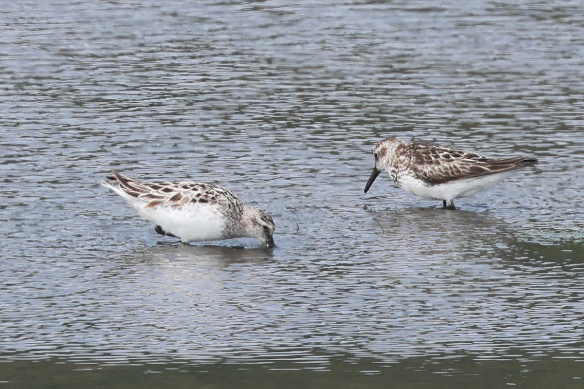 Sanderling - ML621456396