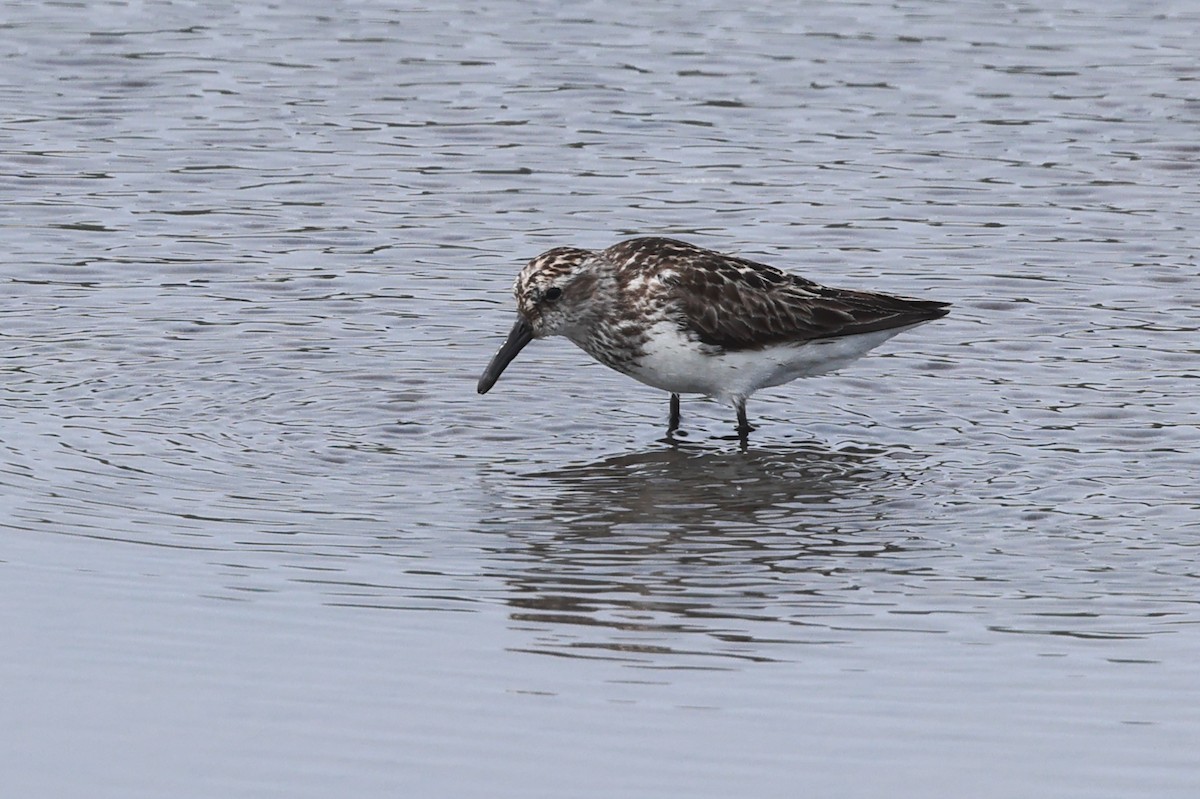 Semipalmated Sandpiper - ML621456405